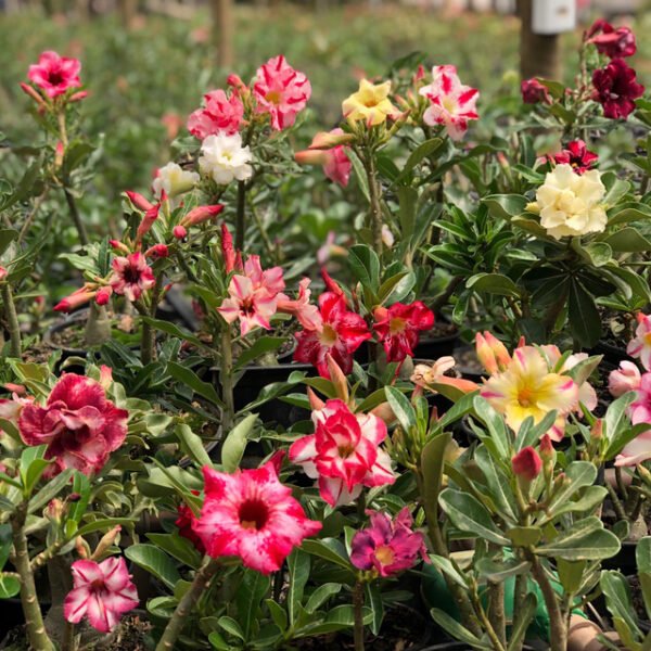 Rosas do Deserto